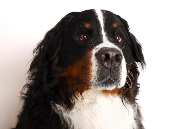 Foto Bernese Mountain Dog em um fundo branco Tiro de estúdio de um cachorro na frente de um fundo isolado