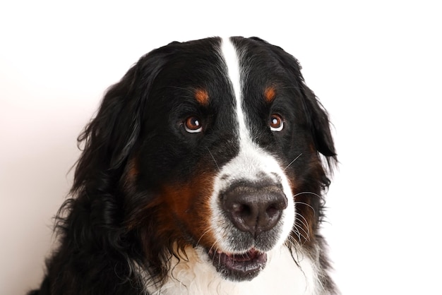 Foto Bernese Mountain Dog em um fundo branco