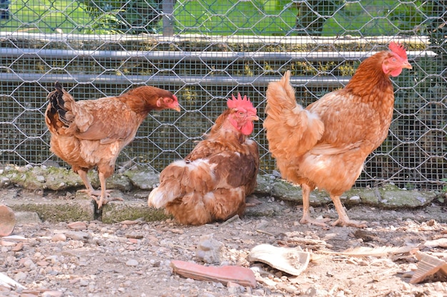 Foto-Bild des klassischen italienischen Huhn-Tier-Vogels