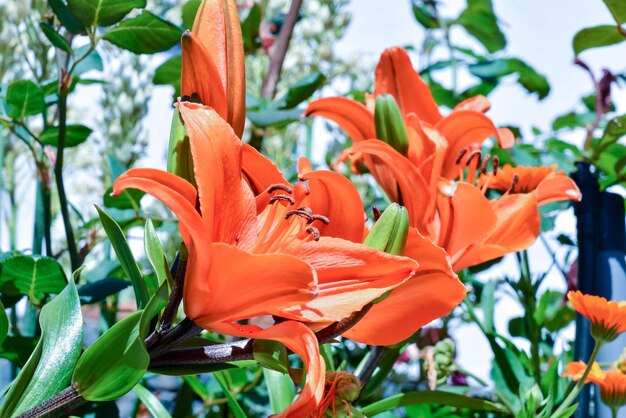 Foto-Bild des schönen blühenden Blumen-Hintergrundes