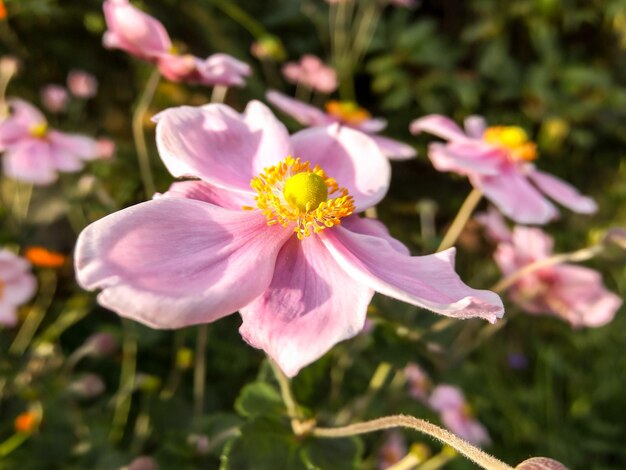 Foto-Bild des schönen blühenden Blumen-Hintergrundes