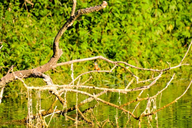 Foto-Bild des schönen wilden Flusses Brenta in Norditalien