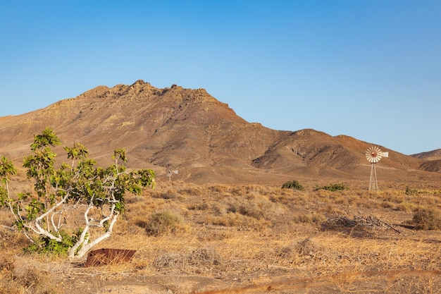 Foto-Bild einer schönen Fuerteventura-Wüstenlandschaft mit einem Baum