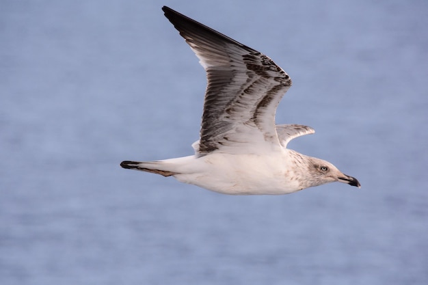 Foto-Bild eines Seemöwe-Wasser-Vogel-Tiers