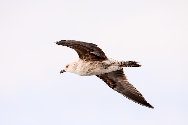 Foto-Bild eines Seemöwe-Wasser-Vogel-Tiers