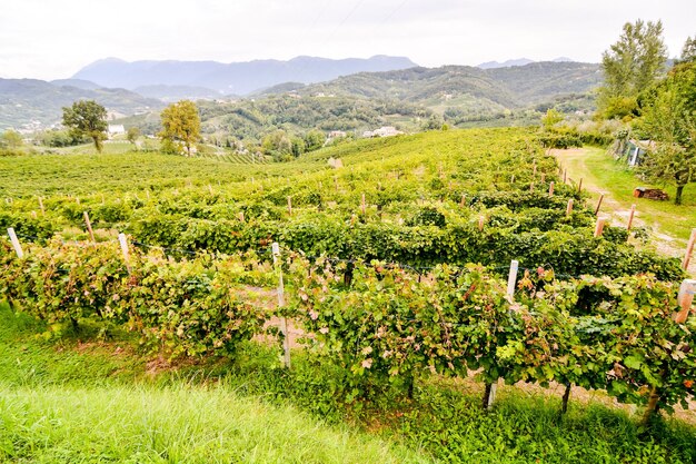 Foto Bild eines wunderschönen Grapefruit-Weinbergs, der bereit ist, Wein zu produzieren