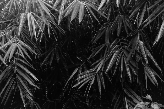 Una foto en blanco y negro de un árbol de bambú.