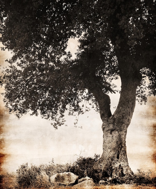 Una foto en blanco y negro de un árbol con la palabra "olivo".