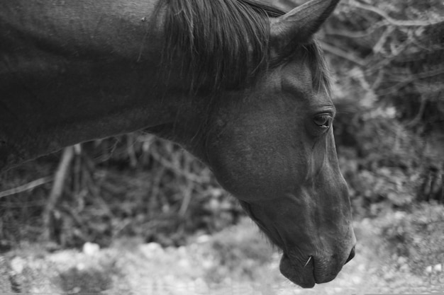 Foto en blanco y negro de un caballo