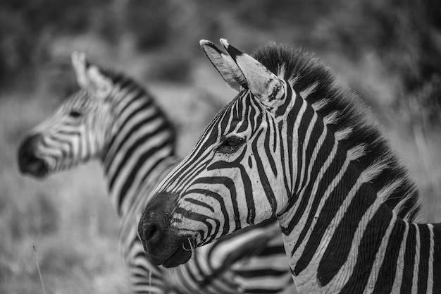 Una foto en blanco y negro de cebras en un campo.