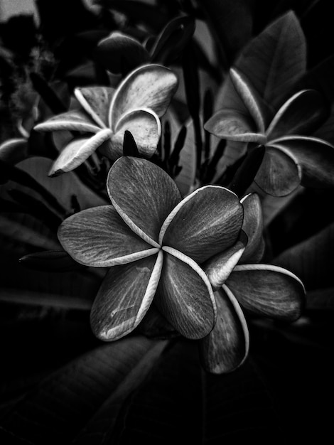 Foto una foto en blanco y negro de una flor con hojas y hojas.