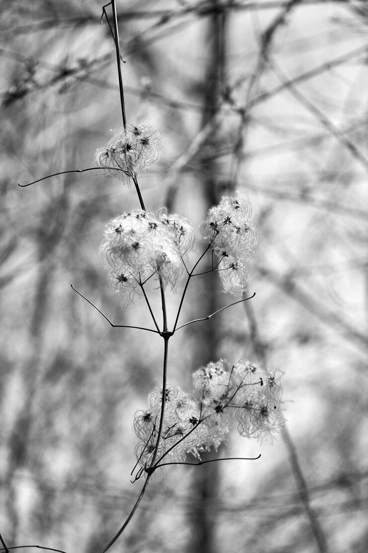 una foto en blanco y negro de una flor que tiene la palabra salvaje en ella