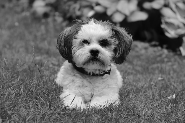 Foto foto en blanco y negro de un perro bolonka zwetna