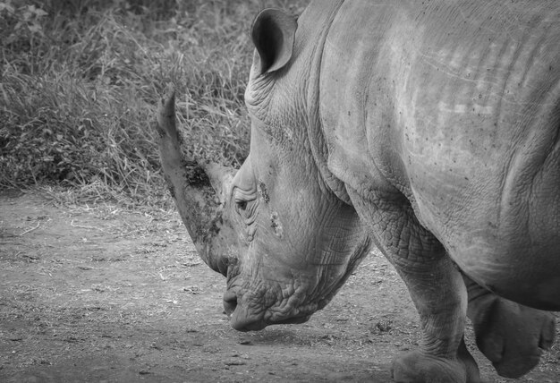 Una foto en blanco y negro de un rinoceronte negro