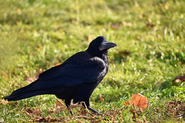 Foto foto bonita de um pássaro - corvo / corvo na natureza do outono. (corvus frugilegus)