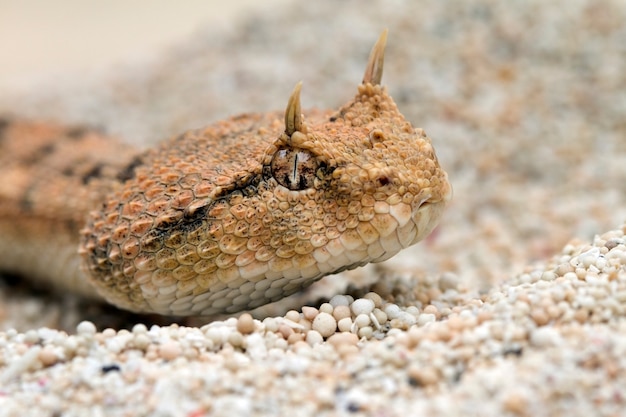 Foto bonita de uma cabeça e rosto de cobra