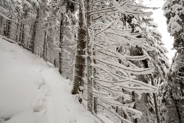 Foto bonita do inverno. Árvores spruce altas cobertas de neve e geada no céu claro. Feliz ano novo e feliz Natal cartão de saudação.