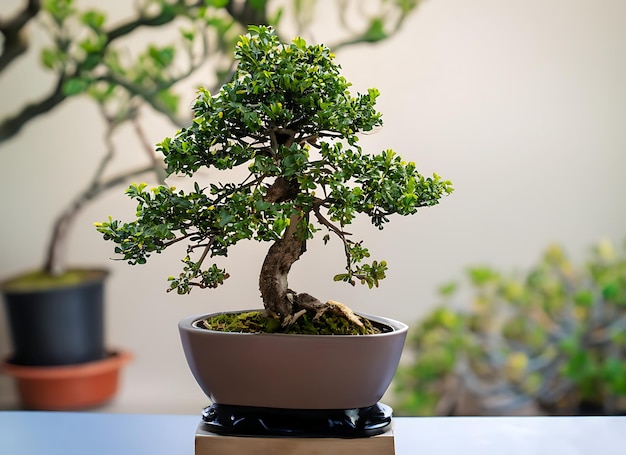 Foto de bonsai en una olla minimalista como planta de interior para la decoración del hogar aislada en un fondo borroso