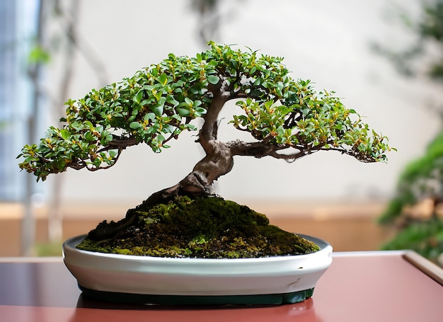 Foto de bonsai en una olla minimalista como planta de interior para la decoración del hogar aislada en un fondo borroso