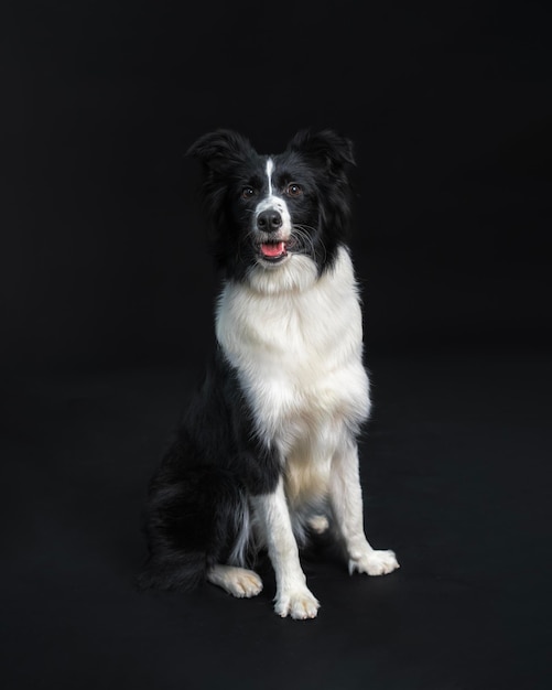 Foto un Border Collie está aislado en un fondo negro