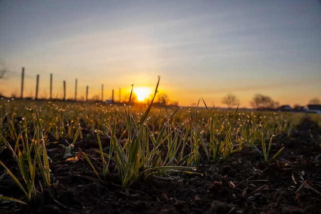 Foto borrosa Hojas de cebada joven brotada contra el fondo de la brillante gota de rocío de la luz del sol sobre el brote de grano brotado