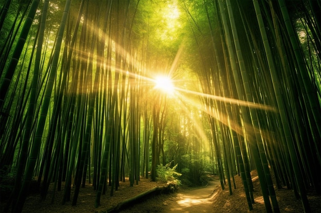 Foto de un bosque de bambú con el sol brillando a través