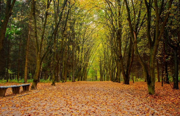 Foto de bosque otoñal naranja con hojas y camino