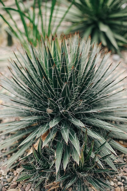 Foto brillante y de verano de flores y plantas.