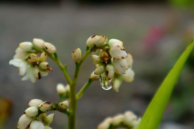 foto de los brotes de las flores de jazmín de agua