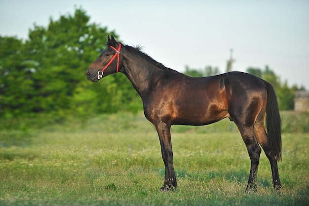 Foto de un caballo hermoso y atlético en el fondo de la naturaleza