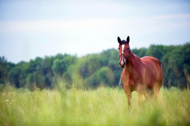 Foto caballos caminando por el campo sobre un fondo de cielo azul y nubes