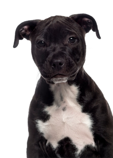 Foto de cabeza de un cachorro de American Staffordshire Terrier