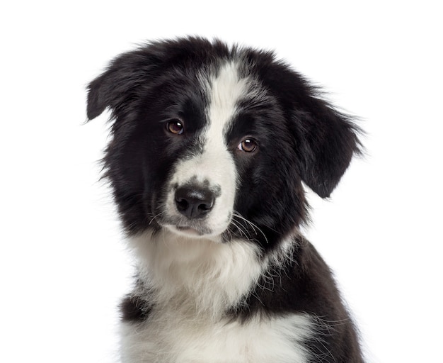 Foto de cabeza de un cachorro de Border Collie