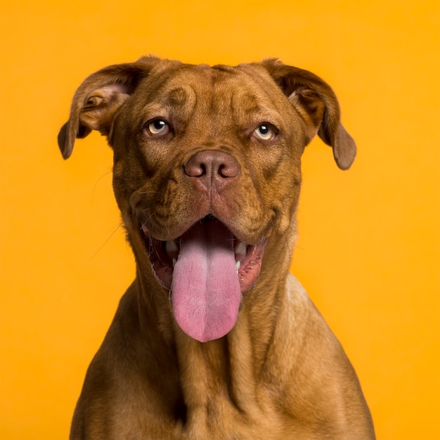 Foto de cabeza de Dogo de Burdeos