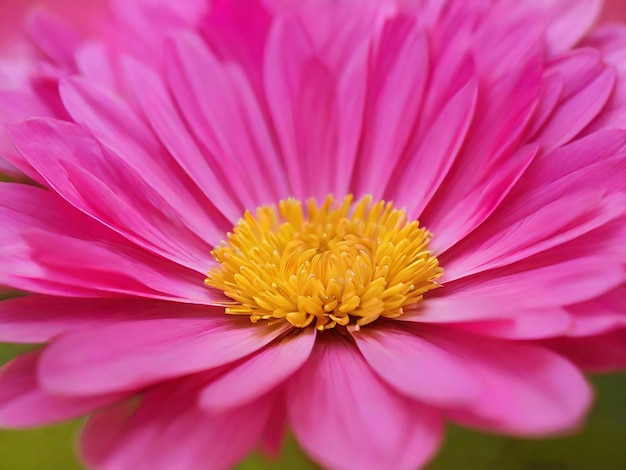 foto de una cabeza de flor rosa con pétalos multicolores