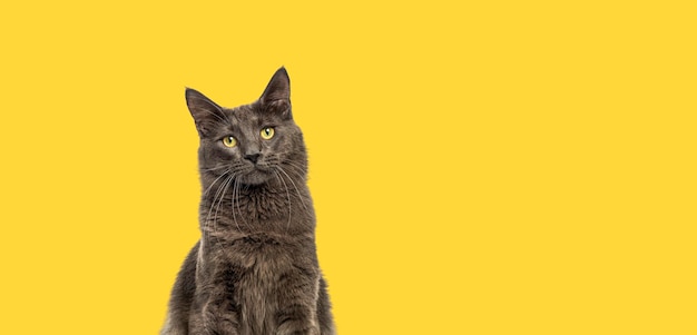 Una foto de cabeza de un gato Maine Coon de ojos amarillos mirando hacia arriba contra una bandera amarilla