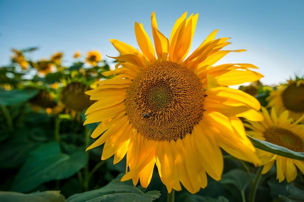 Foto de una cabeza de girasol y una abeja con pétalos iluminados desde atrás