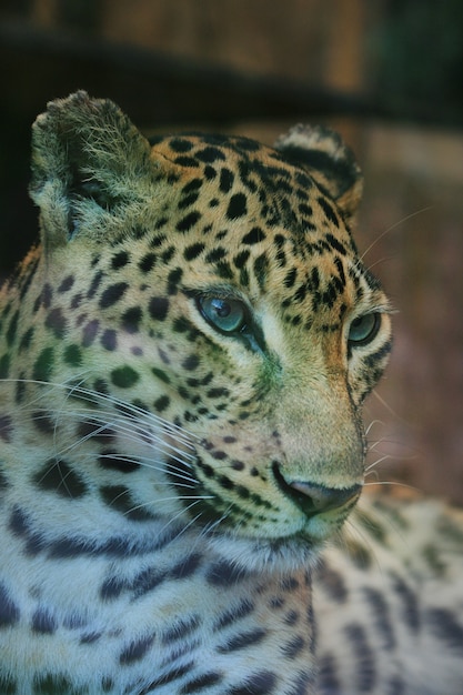 Foto de cabeza de leopardo de cara, enfoque selectivo