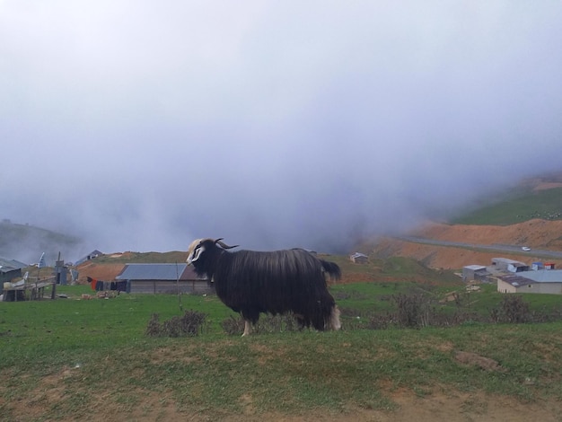 Foto de una cabra en la niebla del pueblo.