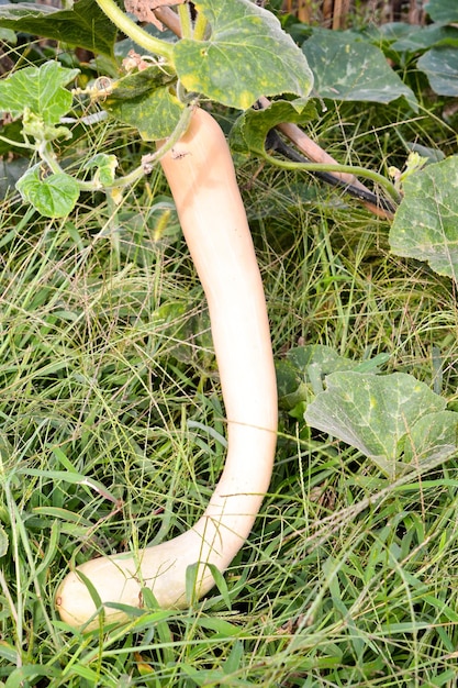 Foto de una calabaza jugosa fresca verde