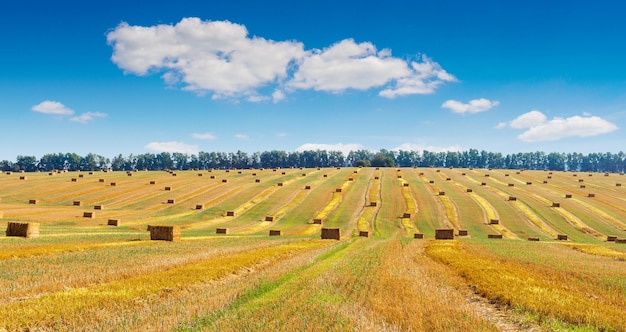 Foto de campo de trigo amarillo seco con cielo nublado en el día de verano