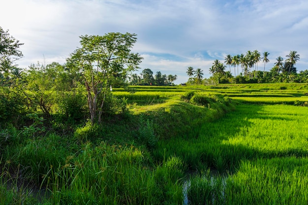 Foto de campos de arroz verde sobre un fondo de cielo azul