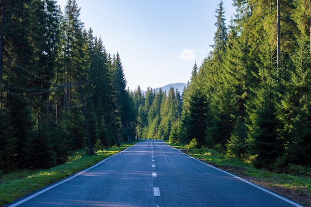 Foto carretera asfaltada en el bosque