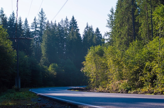 Foto carretera asfaltada en el bosque