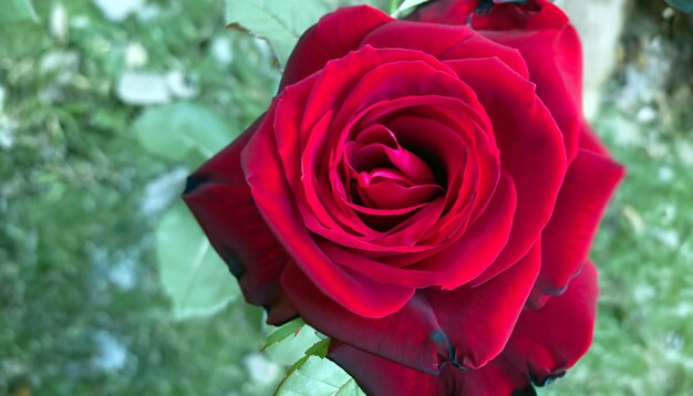 Una foto cautivadora de una rosa roja abraza la belleza del amor y el romance