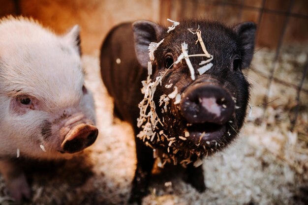 Foto una foto de cerca de adorables lechones con aserrín en sus caras en una granja de animales