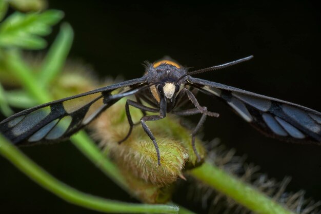 Foto una foto de cerca de la avispa alfarera