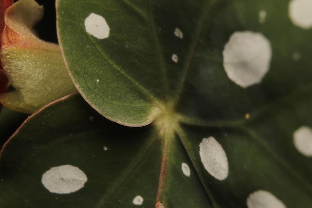 Foto de cerca de Begonia Maculata o planta de lunares