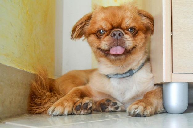 Foto una foto de cerca de un cachorro de pelo corto de pekín