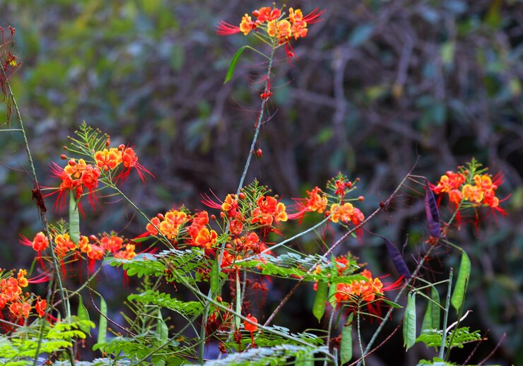 Una foto de cerca de la flor de la caesalpinia pulcherrima